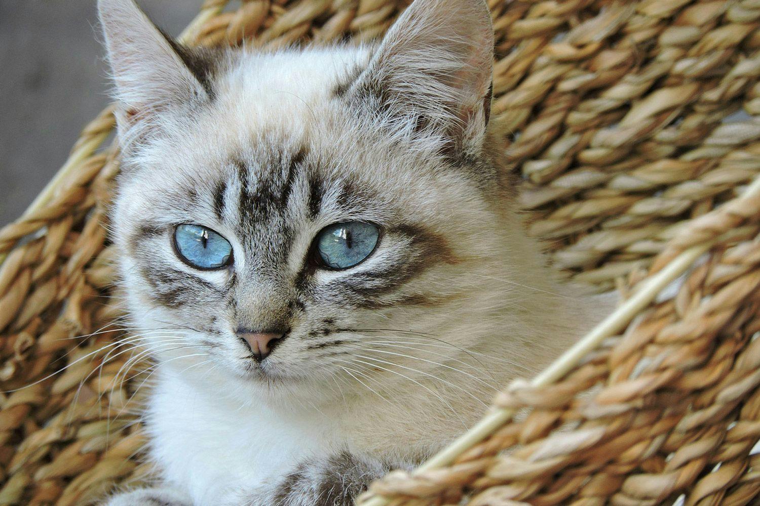 a cat with blue eyes laying inside a light brown basket