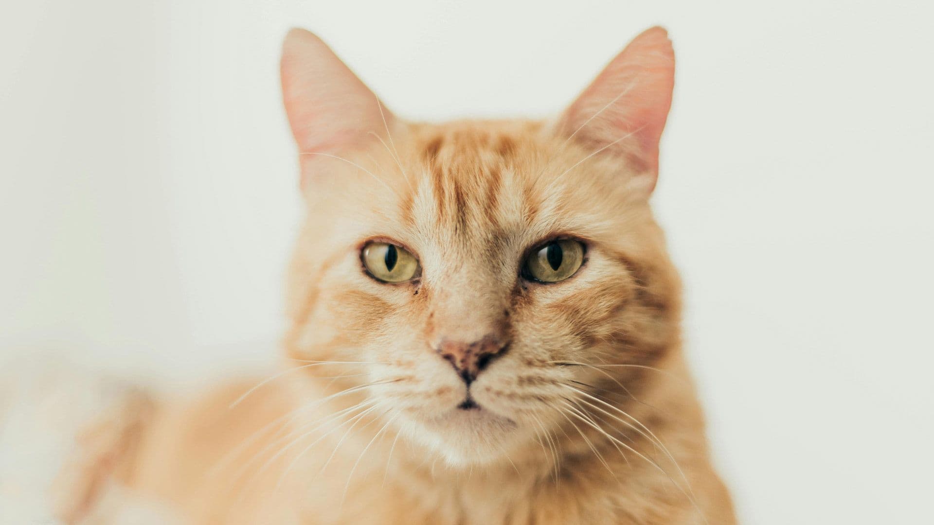 Yellow cat looking at the camera