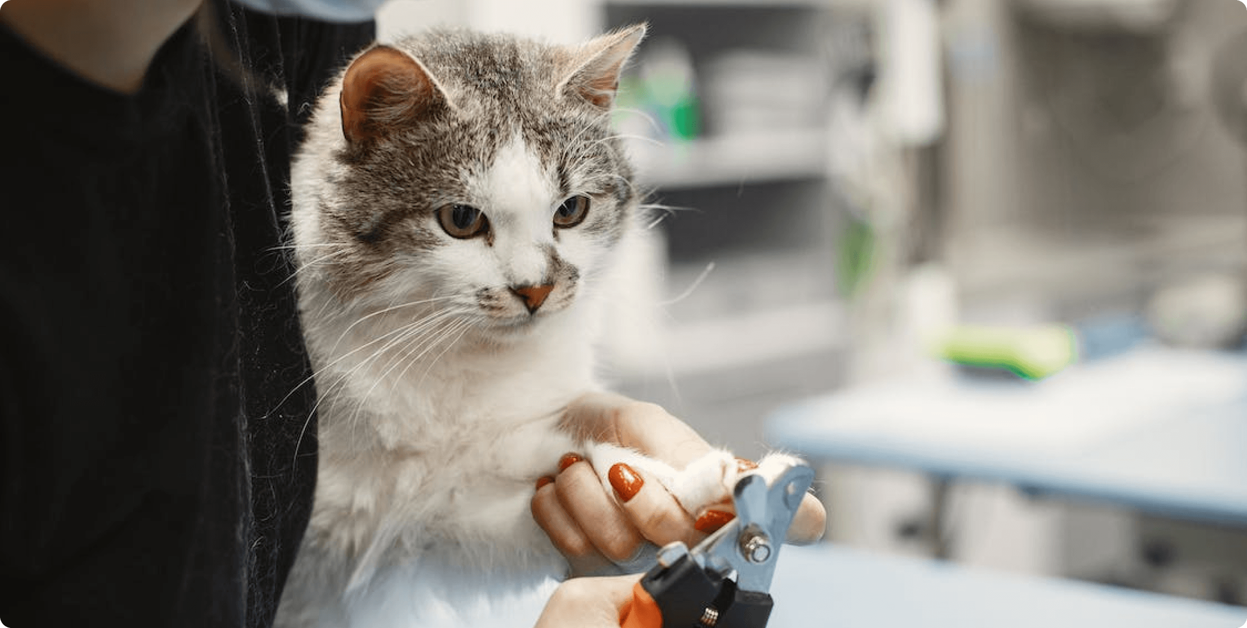 Schedule Your Cat's Grooming Appointment Today